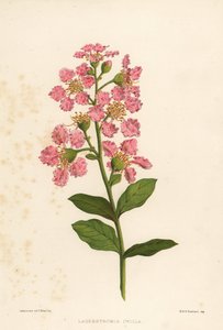 Crespón, Lagerstroemia indica de Unknown